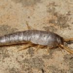 Silverfish Pest Control Hobart - photo 4