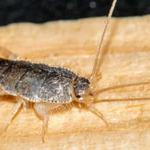 Silverfish Pest Control Hobart - photo 5