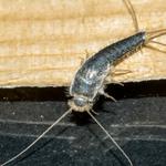 Silverfish Pest Control Hobart - photo 6