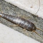 Silverfish Pest Control Hobart - photo 7