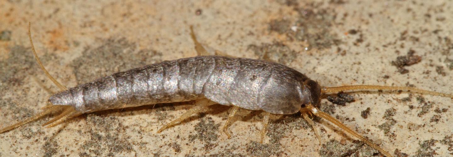Silverfish Pest Control Hobart