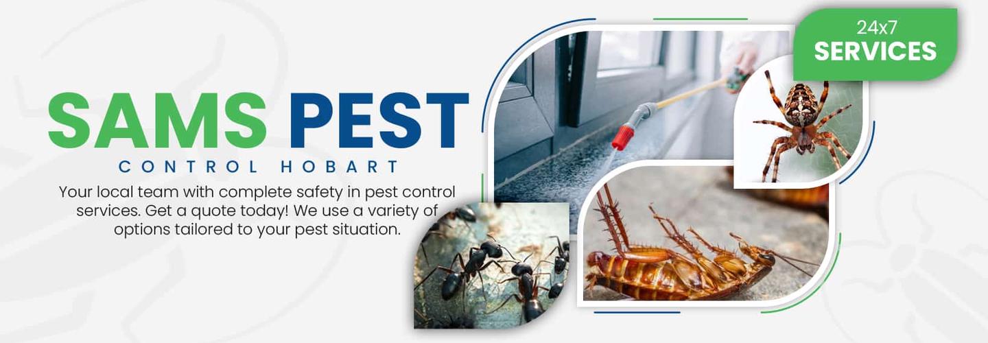 Mouse Removal Hobart cover photo