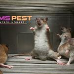 Mouse Removal Hobart - photo 7