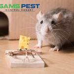 Mouse Removal Hobart - photo 8