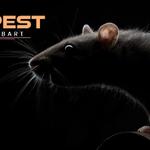 Mouse Removal Hobart - photo 9