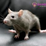 Mouse Removal Hobart - photo 10