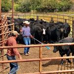 ConneXion Livestock - photo 2