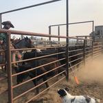 ConneXion Livestock - photo 3