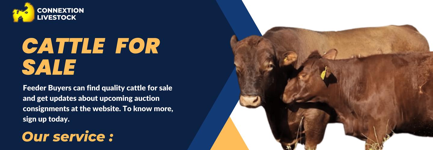 ConneXion Livestock cover photo