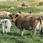 ConneXion Livestock - photo 4