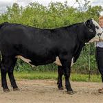 ConneXion Livestock - photo 5