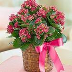 City Florist and Gift Shop - Hemet Florist - photo 1