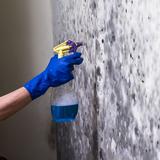 Tinseltown Mold Inspections - Home Services in West Hollywood