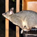 Possum Catcher Melbourne - photo 3