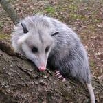 Possum Catcher Melbourne - photo 4