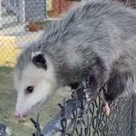 Possum Catcher Melbourne - photo 5