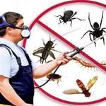 Atlantic Exterminating Inc - photo 7