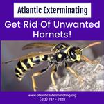 Atlantic Exterminating Inc - photo 10