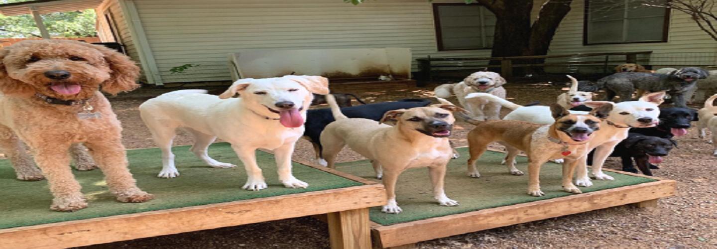 Canine Cowboy cover photo