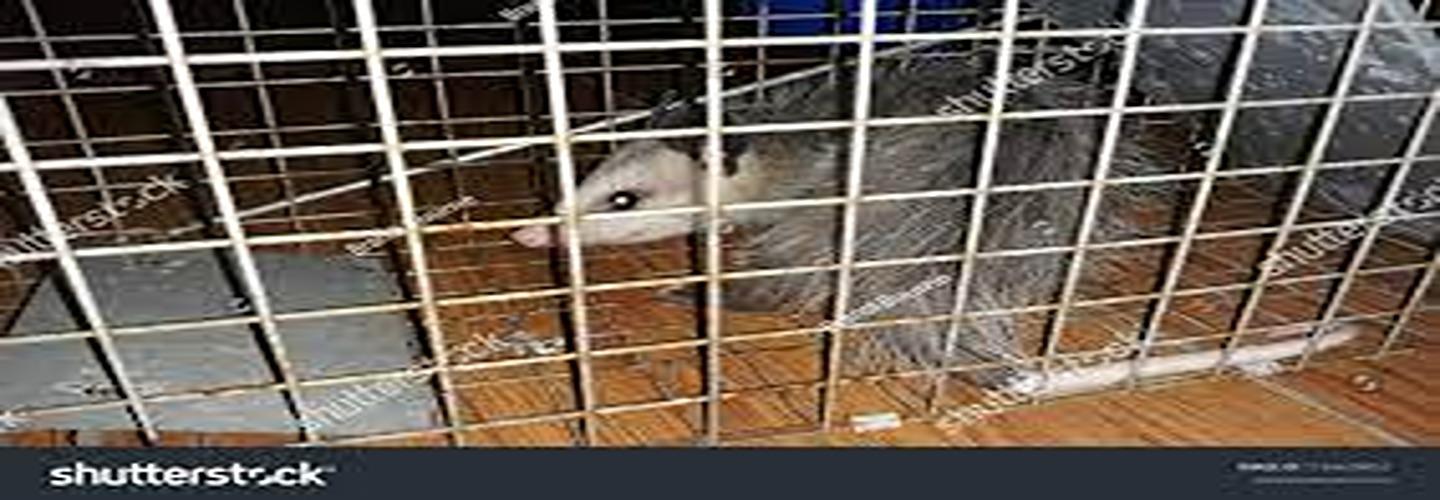 Possum Removal Hobart cover photo