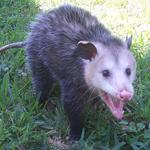 Possum Removal Hobart - photo 1