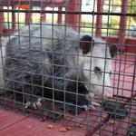 Possum Removal Hobart - photo 2