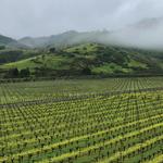 Dominus Estate - photo 1