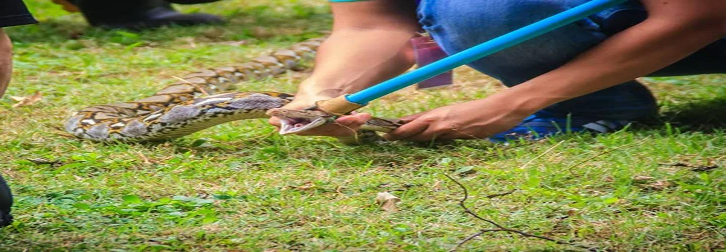 Emergency Snake Catcher Hobart cover photo