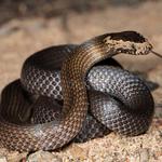 Emergency Snake Catcher Hobart - photo 2