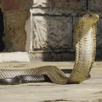 Emergency Snake Catcher Hobart - photo 4