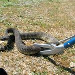 Emergency Snake Catcher Hobart - photo 5