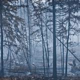 Big Red Castle Fire Smoke Damage Experts - Fire Protection Services & Fire Alarms in Westminster