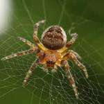 Spider Inspection Hobart - photo 2
