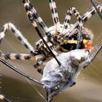 Spider Inspection Hobart - photo 3