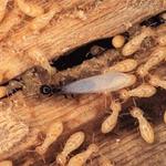 Termite Pest Control Hobart - photo 3