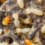 Termite Pest Control Hobart - photo 4