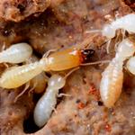 Termite Pest Control Hobart - photo 5