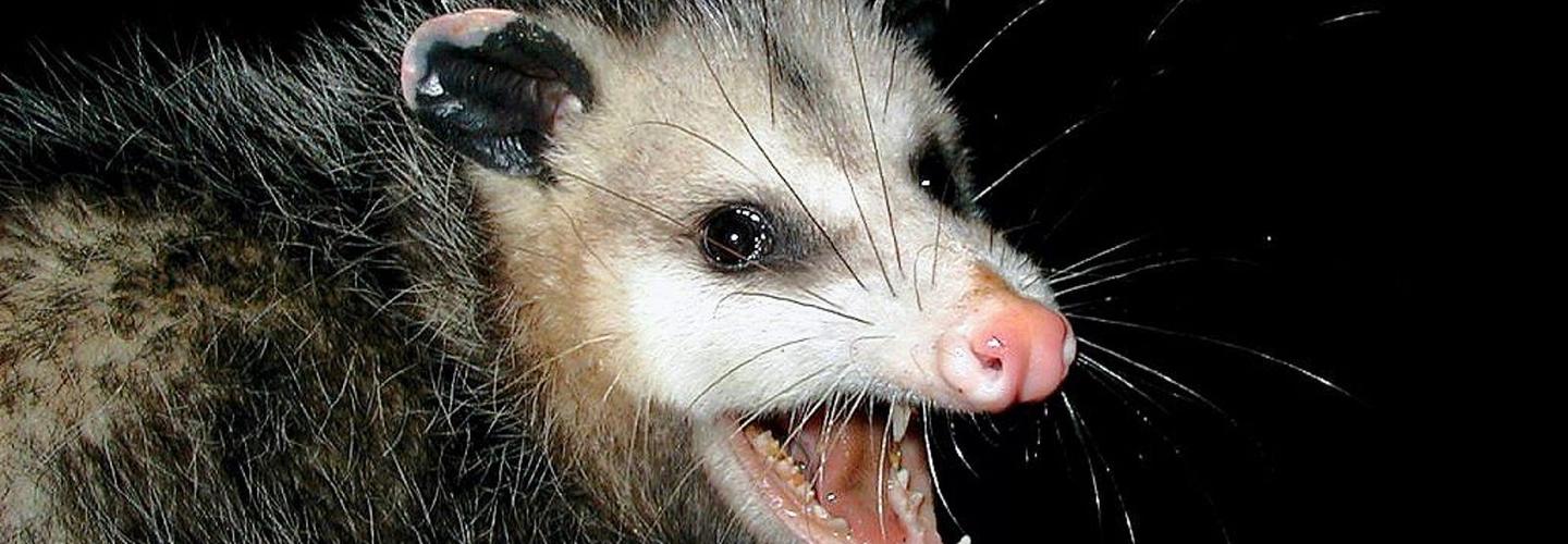Exit Possum Removal Adelaide cover photo