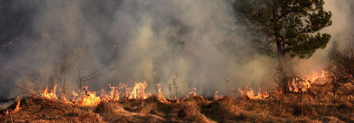 Forest Smoke Damage Experts cover photo