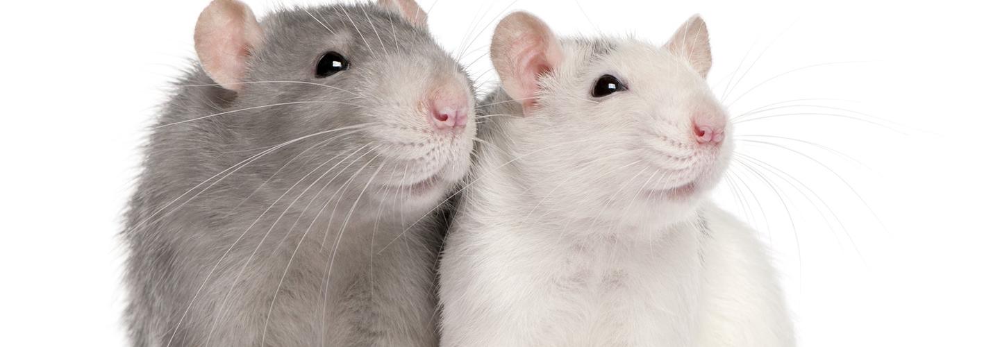 Exit Rodent Control Adelaide cover photo