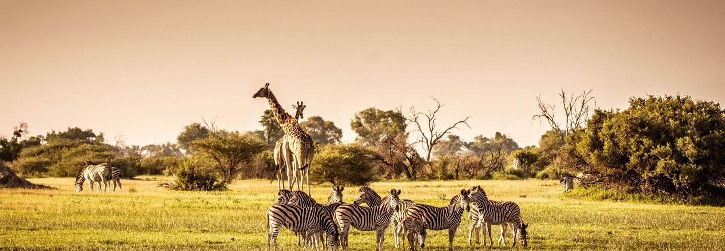 Tar Heels Wildlife Co cover photo