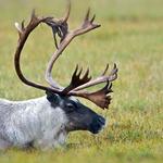 Tar Heels Wildlife Co - photo 2