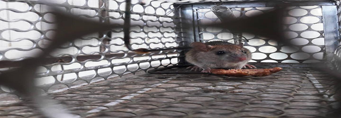 Rodent Control Hobart cover photo
