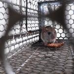 Rodent Control Hobart - photo 3