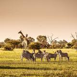 Scenic City Wildlife Control Experts - Animal Shelters in Chattanooga