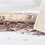 Lowell Of The South Termite Removal Experts - photo 3