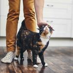 The Comforted Kitty - Sacramento - photo 2