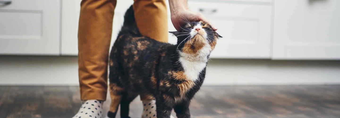 The  Comforted Kitty cover photo