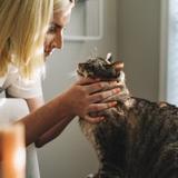 The Comforted Kitty - Pets in Novato