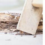 Valley Isle Termite Removal Experts - Pest Control in Kihei